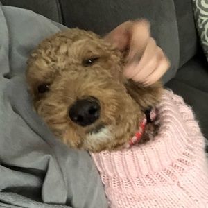 Meet your Posher, Rachael